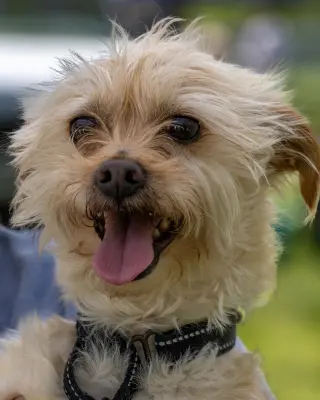 Benji in RI