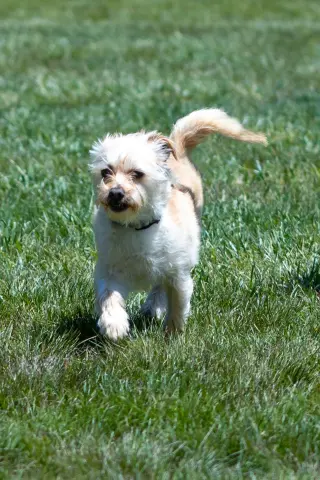 Benji in RI