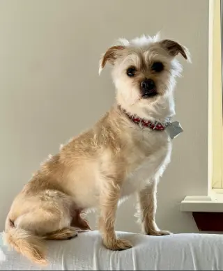 Benji in RI