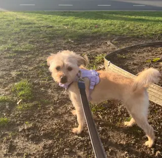 Benji in RI