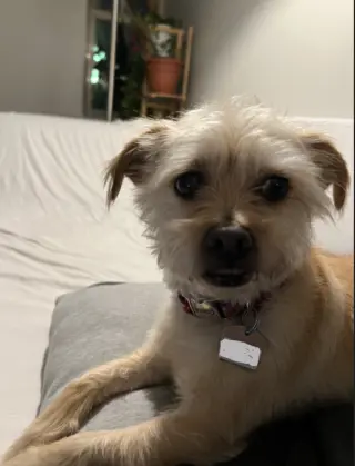 Benji in RI