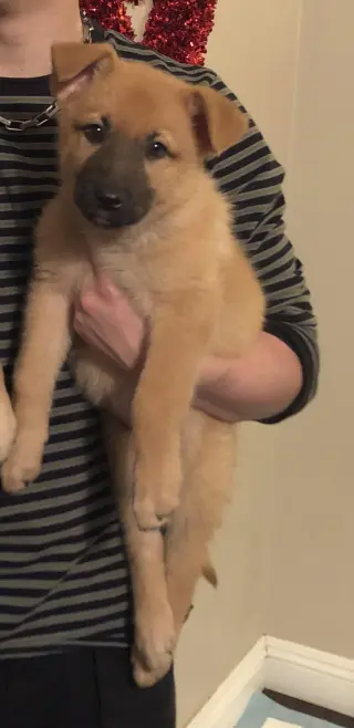 Leota