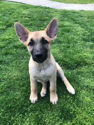 Leia