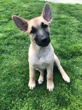 Leia