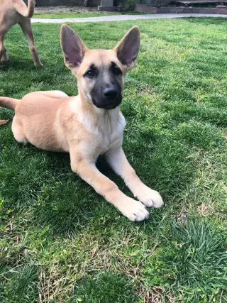 Leia