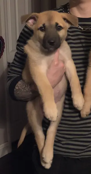 Leia