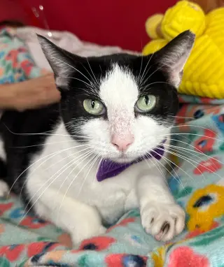 PIPER