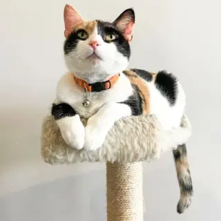 Audra