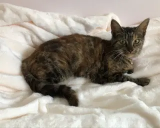 Cecilia