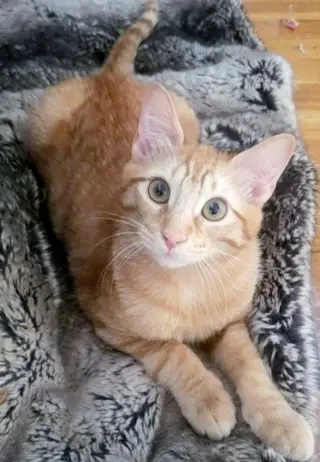 Ginger boy #the-sweetest