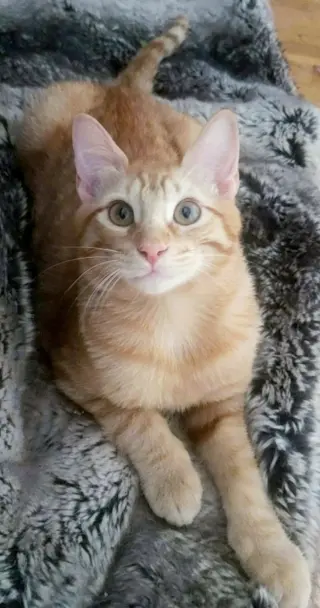 Ginger boy #the-sweetest