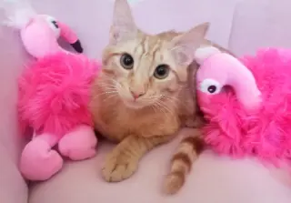 Ginger boy #the-sweetest