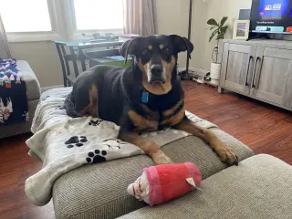 RUSTY (BONDED w/TANK)(COURTESY POST)