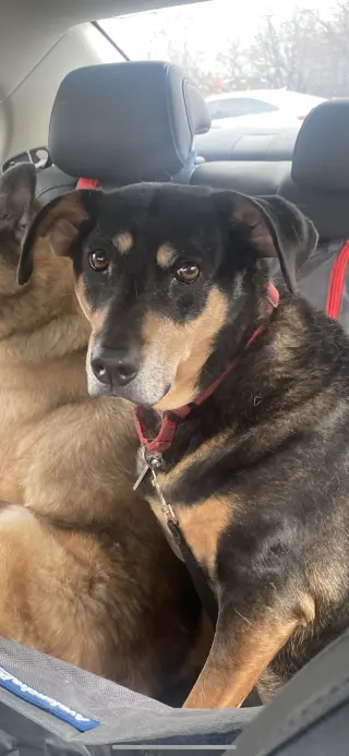 RUSTY (BONDED w/TANK)(COURTESY POST)
