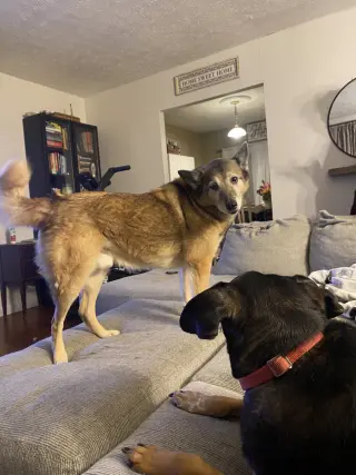 TANK (BONDED w/RUSTY)(COURTESY POST)