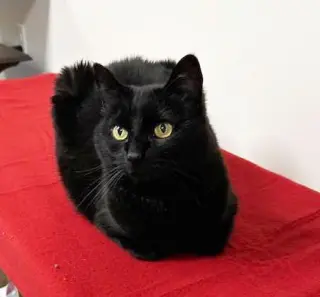 Poppy
