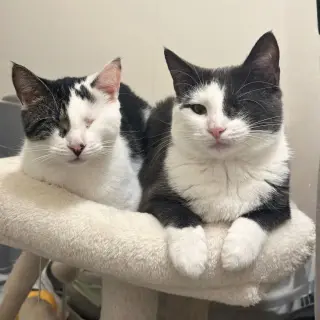 Fig & Vanilla