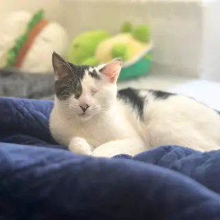 Fig & Vanilla