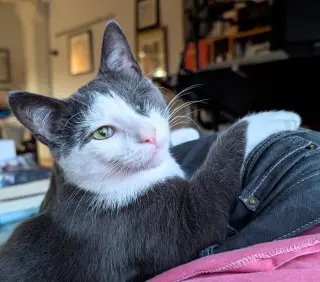Fig & Vanilla