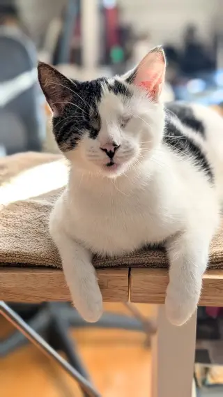 Fig & Vanilla