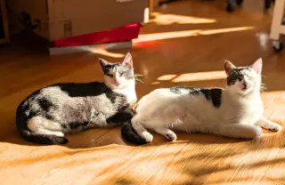 Fig & Vanilla
