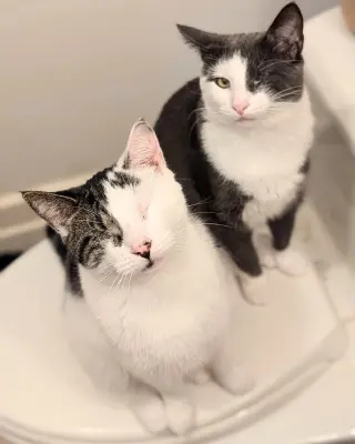 Fig & Vanilla