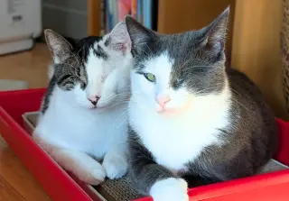 Fig & Vanilla