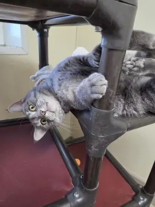 Franklin