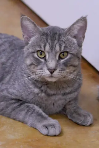Franklin