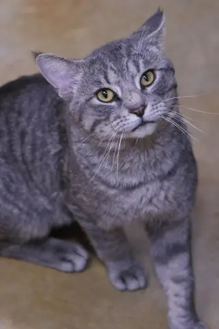Franklin