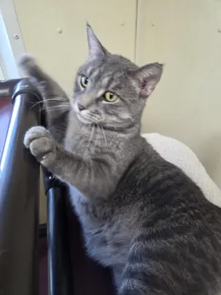 Franklin