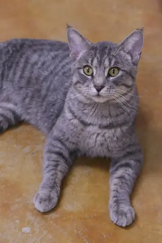 Franklin
