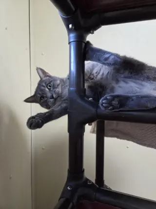 Franklin