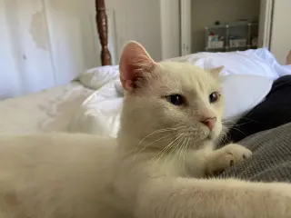 Angelo (bonded to Gordito)