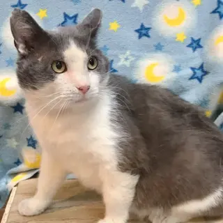 Angelo (bonded to Gordito)