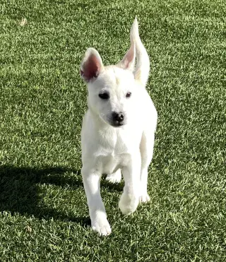 Sugar