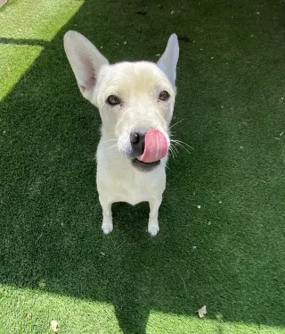 Sugar