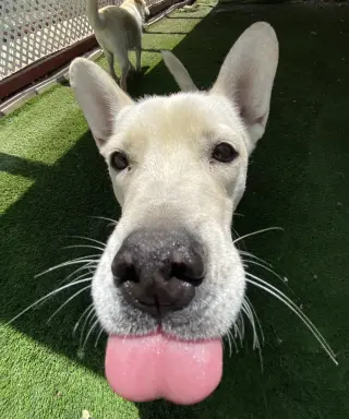 Sugar