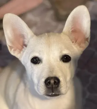 Sugar