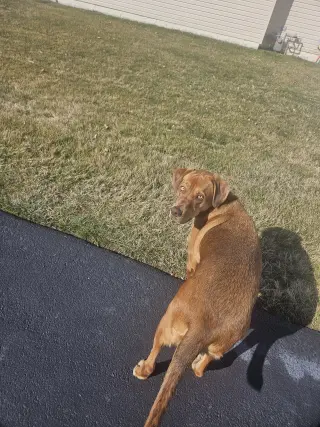 TYSON (COURTESY POST)