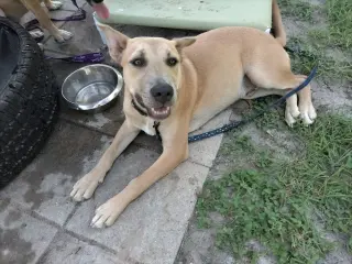 Holden