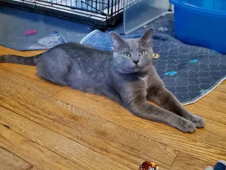 Prince
