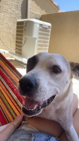 Daisy