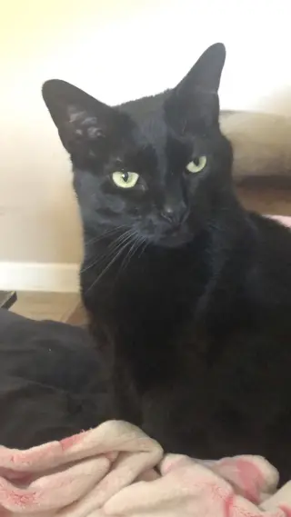 Rasta