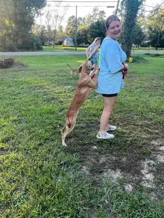 Ava