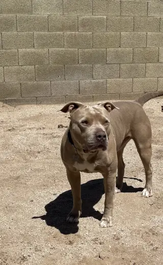 PUDGE
