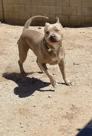 PUDGE