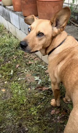 Piper