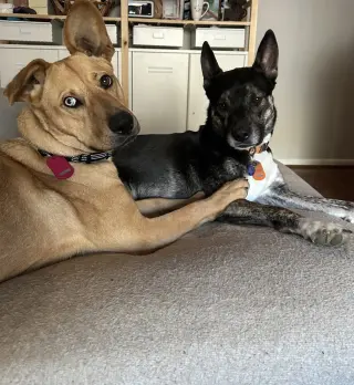 Piper