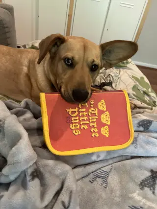 Piper
